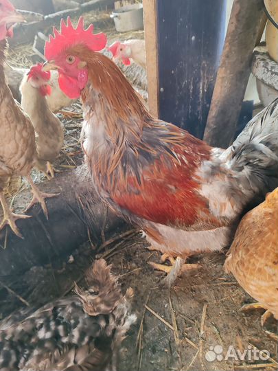 Петух брама