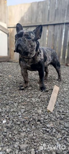 Кобель, вязка