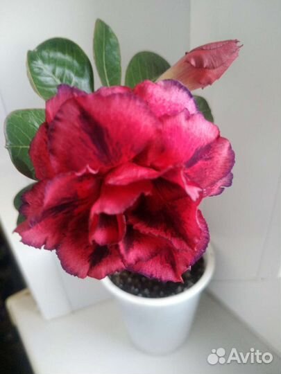 Адениум Thousand Lotus