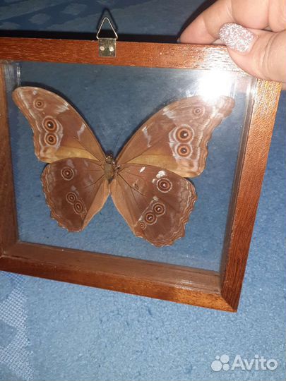 Бабочка Морфо Менелай под стеклом из Бразилии