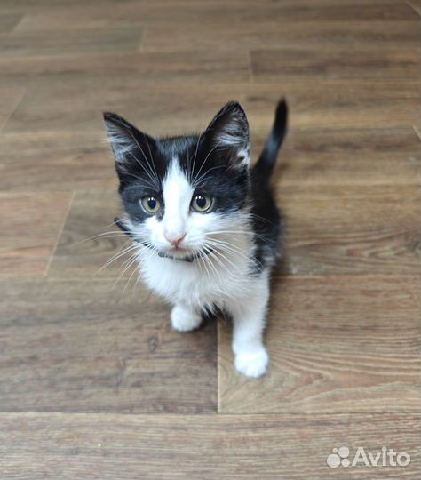 Котята в добрые руки бесплатно