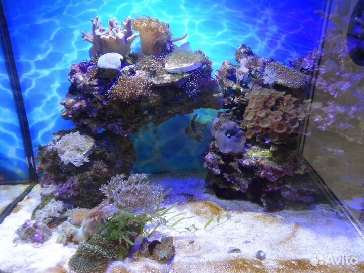 Морской аквариум под ключ
