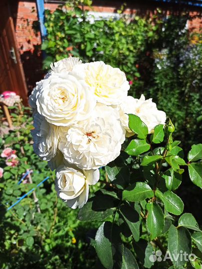 Саженцы роз