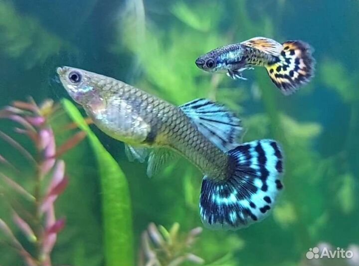 Аквариумные рыбки гуппи и пецилии. Креветки
