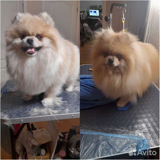 Стрижка собак и кошек груминг