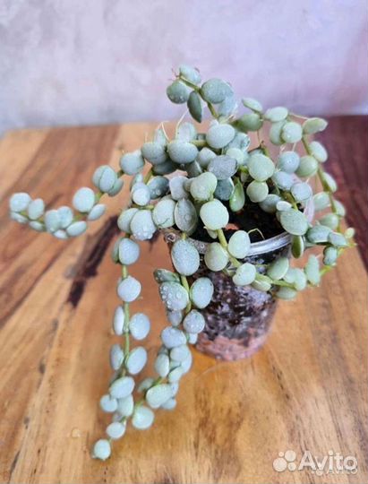 Дисхидия Nummularia var, Nummularia Silver leaves