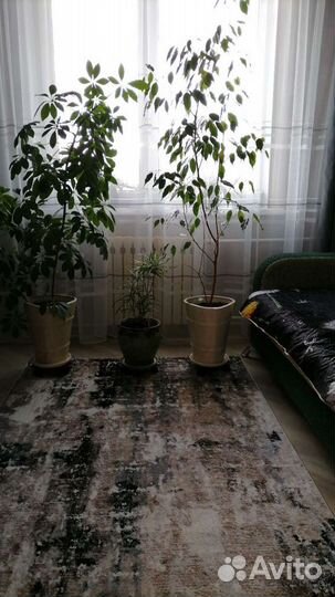 Комнатные цветы шефлера