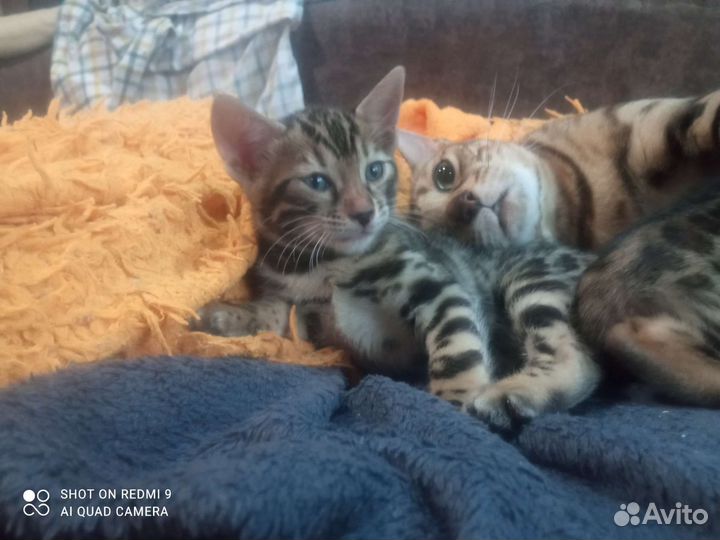 Котята