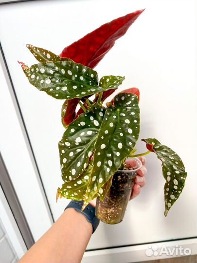 Бегония макулата