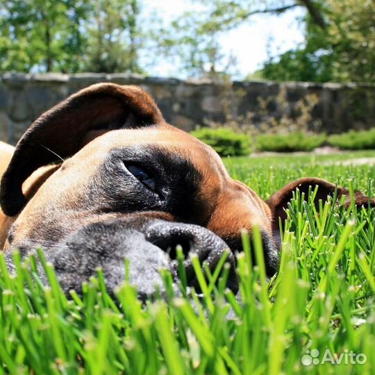 Рулонный газон от производителя