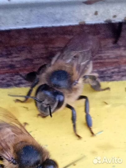 Продаю мёд (гречичный и цветочный)