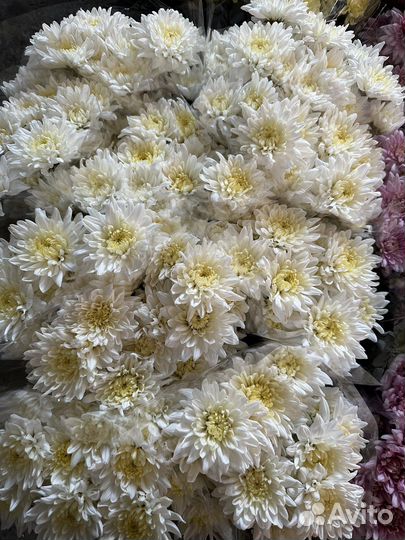 Хризантема Кустовая Оптом