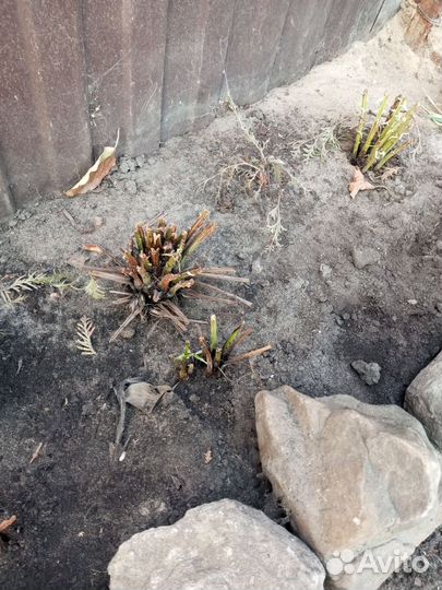 Папоротник