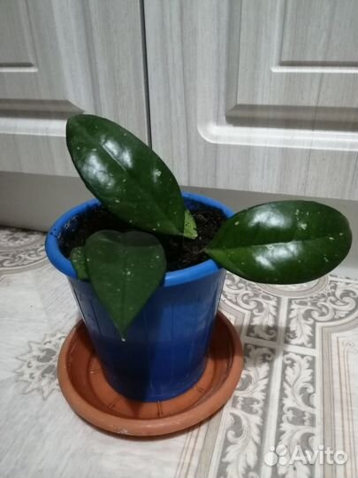 Хойя восковой плющ