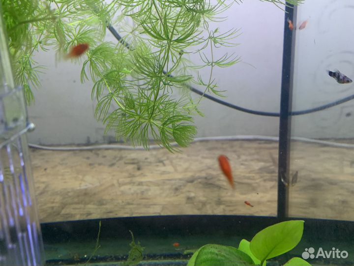 Аквариумные рыбки и растения