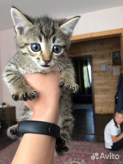 Отдам котят