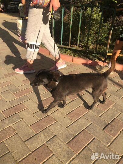 Собака аленькая молодая стерилизованная