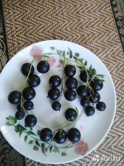 Декоративно-плодовые кустарники