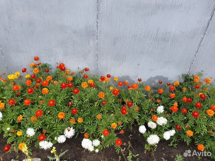 Семена бархатцев