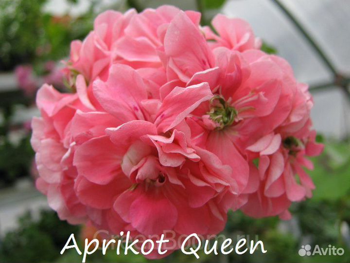 Пеларгонии плющелистные