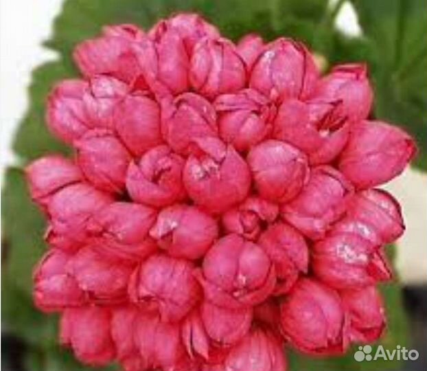 Пеларгонии герани Chelsea Gem и Victoria Andrea