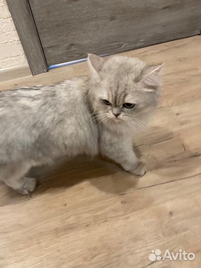 Кошка