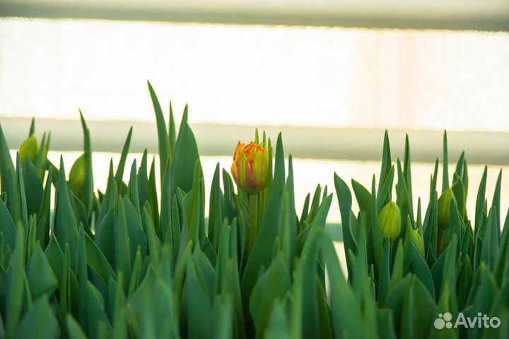 Махровые тюльпаны оптом