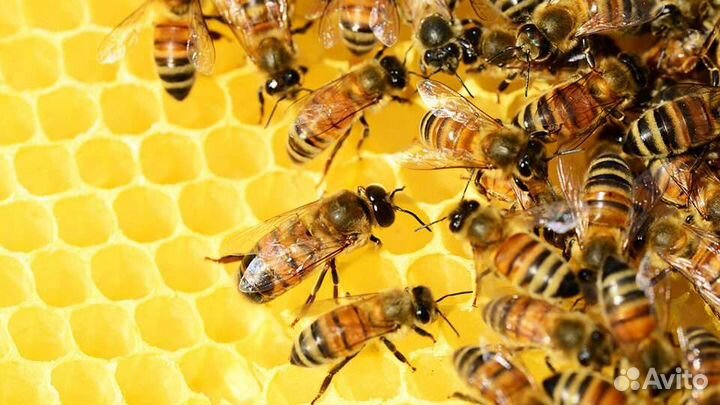 Пчелы и улья