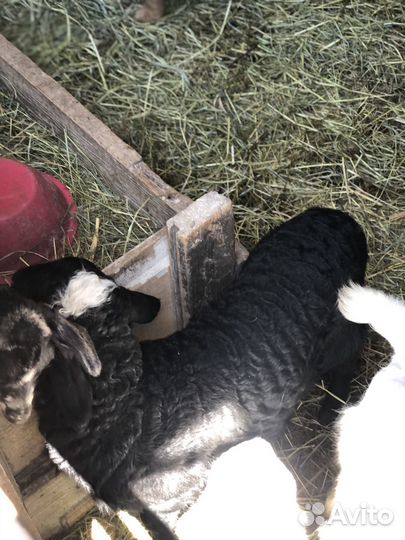 Барашки дорпер