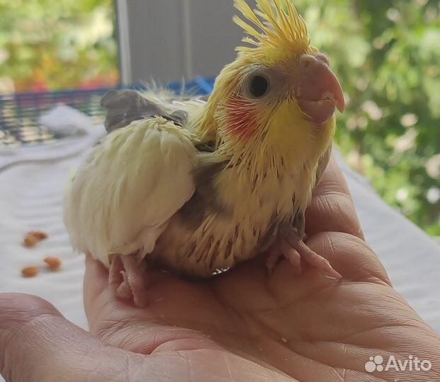 Птенцы корелла