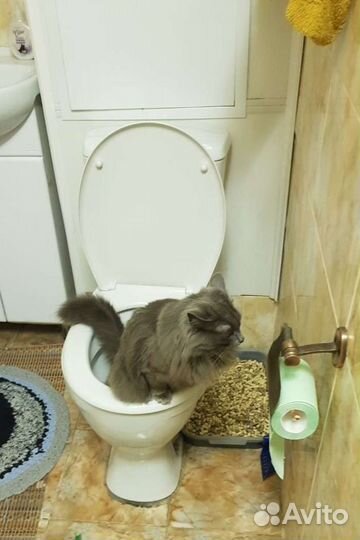 Нибелунг вязка