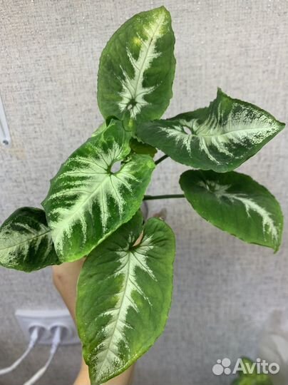 Сингониумы