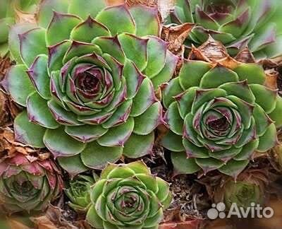 Молодило, эписции, шеффлера, молочай, фикус