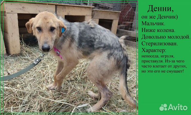 Собака в добрые руки отдам бесплатно