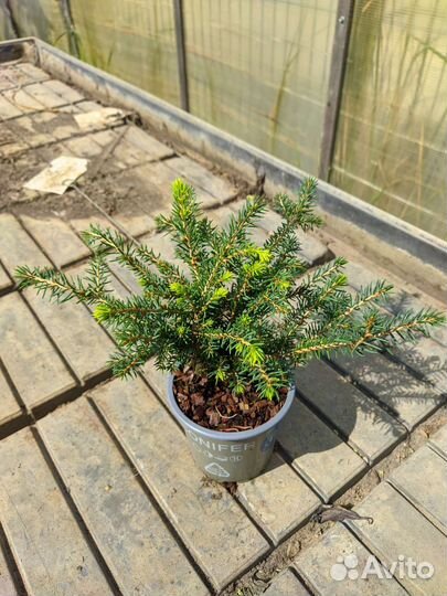 Ель нидиформис p9