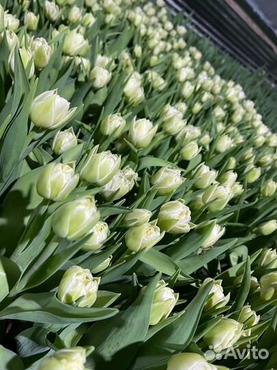 Тюльпаны к 8 марта 2024 г оптом