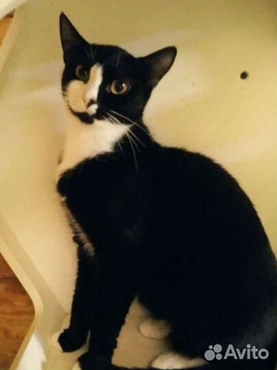 Ласковая кошечка Маслинка очень ждет семью