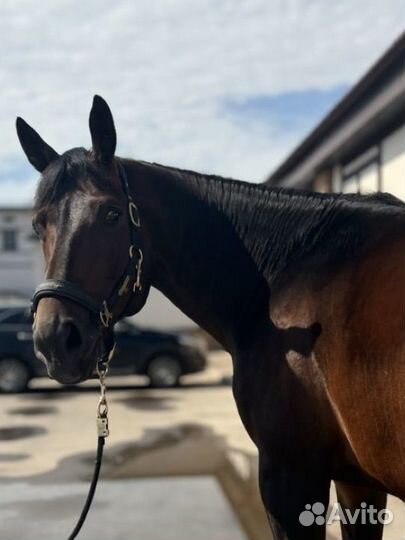 Продам лошадь