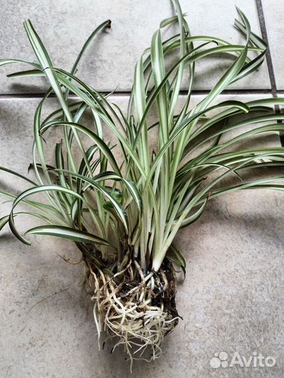 Хлорофитум (комнатные цветы)