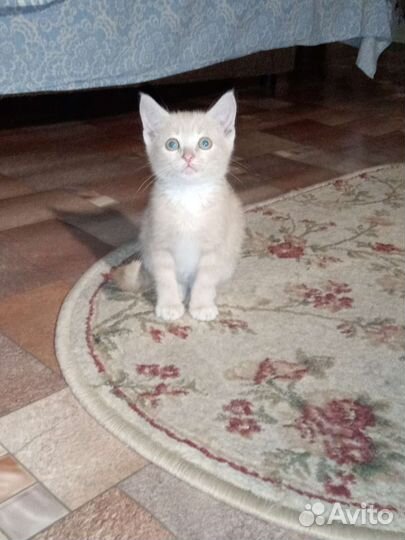 Рыжий котенок мальчик