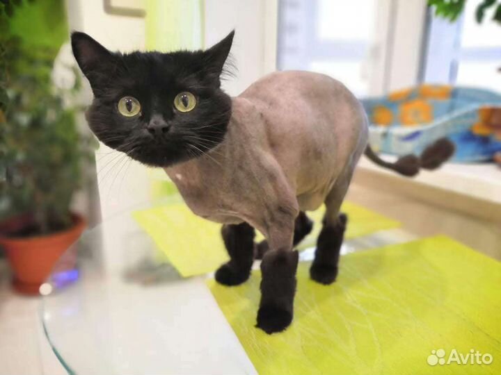 Стрижка животных профессионально