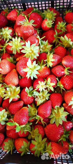 Клубника свежая ягода