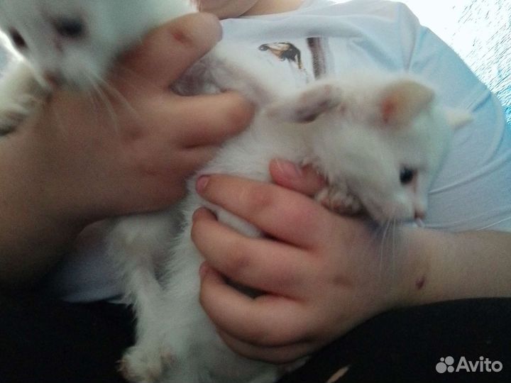 Котята:мальчик и девочка