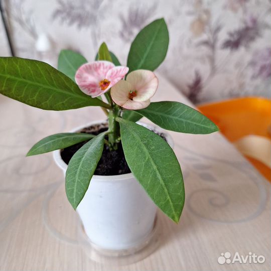 Молочай миля