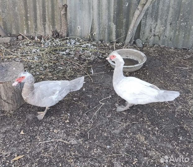 Мускусные утки