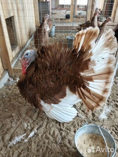 Индюк на плямя