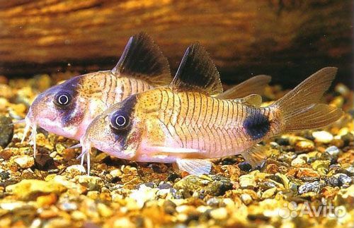 Коридорас Панда