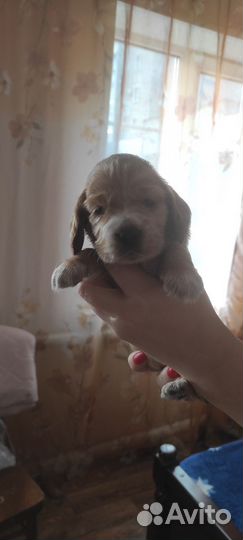 Щенки кокер спаниеля