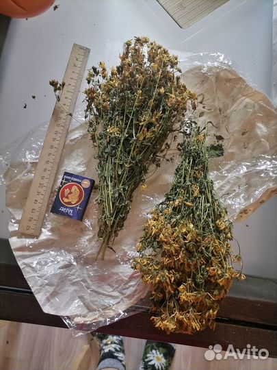 Монарда и другие пряные лечебные травы