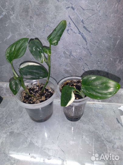 Филодендрон кобра белая